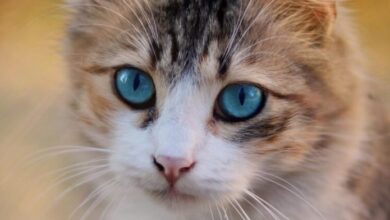 Cat coat patterns names