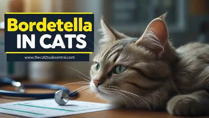 Bordetella In Cats: Full Guide | The Cattitude Central
