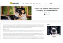 450+ Unusual Calico Cat Names! - Upgrade Your Cat