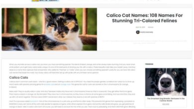 450+ Unusual Calico Cat Names! - Upgrade Your Cat