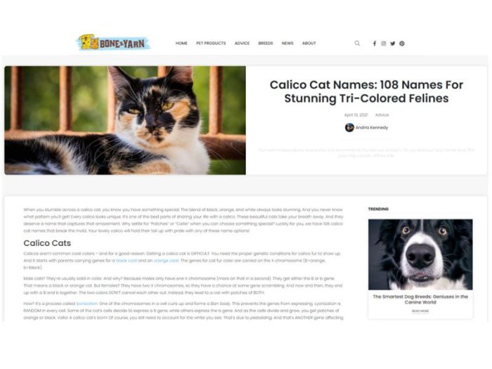 450+ Unusual Calico Cat Names! - Upgrade Your Cat