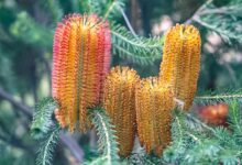 Beautiful banksias for your east coast garden - Australian Native ...