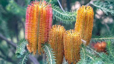 Beautiful banksias for your east coast garden - Australian Native ...