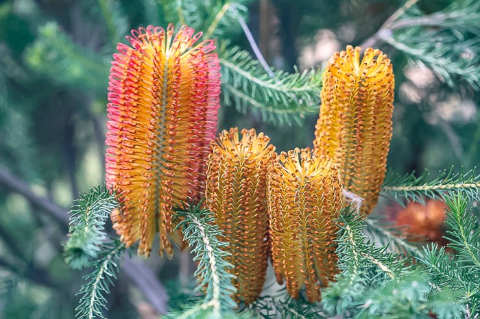 Beautiful banksias for your east coast garden - Australian Native ...