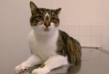 Bone marrow aspirates from cats with lymphocytosis. (a) Abundant plasma ...