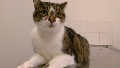 Bone marrow aspirates from cats with lymphocytosis. (a) Abundant plasma ...