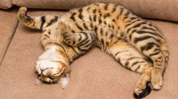 65 Female Bengal Cat Names - The Paws