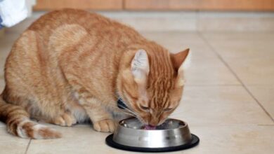 The 7 Best Beef Cat Food Formulas - Cats.com