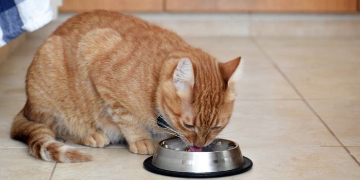 The 7 Best Beef Cat Food Formulas - Cats.com