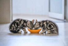 Best brands for kitten food