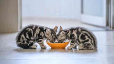 Best brands for kitten food