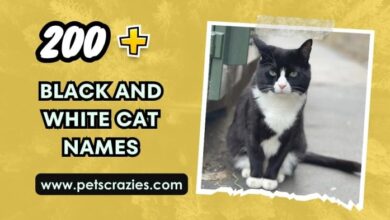 Black Cat Names