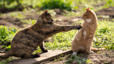 Stress in Cats - Multi-cat Households - National Veterinary Services