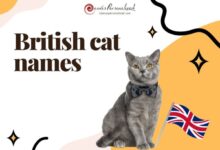 British Cat Names: 410+ Regal Choices You'll Love