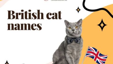 British Cat Names: 410+ Regal Choices You'll Love