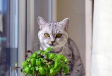 Can Cats Eat Basil? - Cats.com
