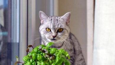 Can Cats Eat Basil? - Cats.com
