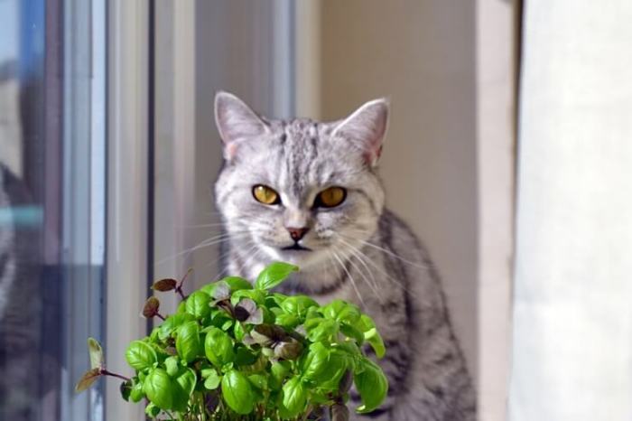 Can Cats Eat Basil? - Cats.com