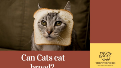 Can Cats Eat Bread? Unveiling The Facts For Pet Owners