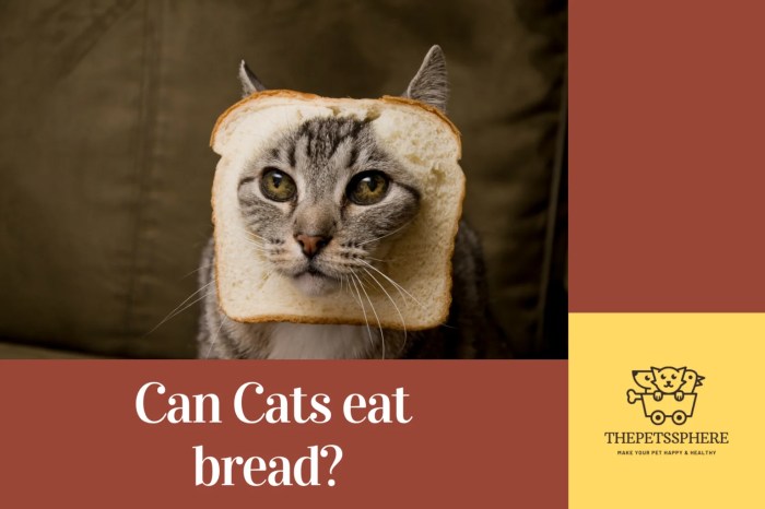 Can Cats Eat Bread? Unveiling The Facts For Pet Owners