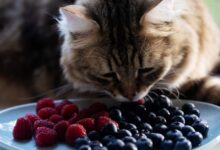 Can Cats Eat Blueberries | Cat Cafe Central