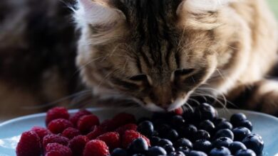 Can Cats Eat Blueberries | Cat Cafe Central