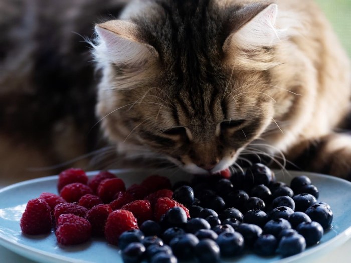 Can Cats Eat Blueberries | Cat Cafe Central