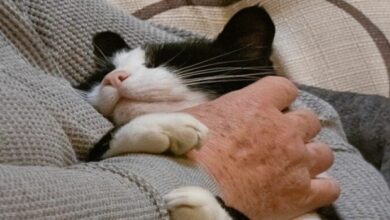 Can Cats Be Service Animals?