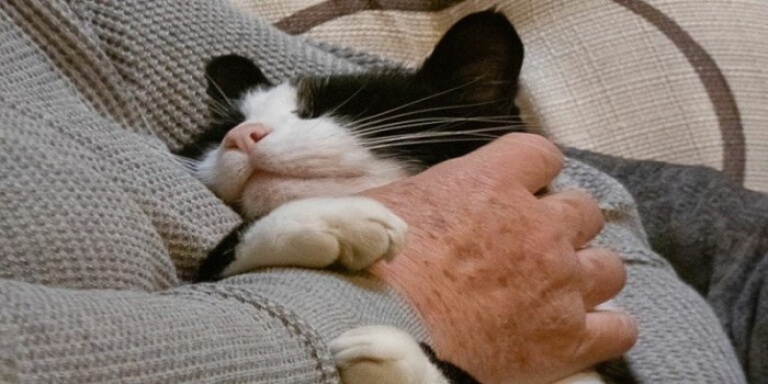 Can Cats Be Service Animals?