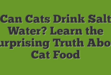 Can Cats Drink Saltwater