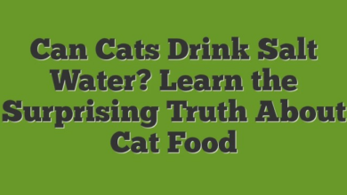 Can Cats Drink Saltwater