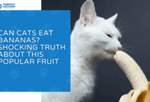 Can Cats Eat Bananas? Shocking Truth About This Popular Fruit
