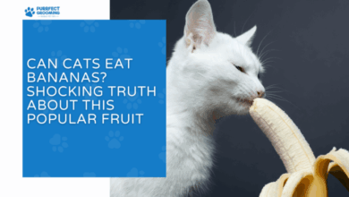 Can Cats Eat Bananas? Shocking Truth About This Popular Fruit