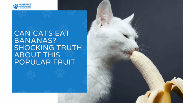 Can Cats Eat Bananas? Shocking Truth About This Popular Fruit
