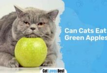 Can Cats Eat Apples? - The Tiniest Tiger