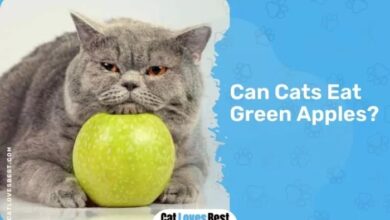 Can Cats Eat Apples? - The Tiniest Tiger