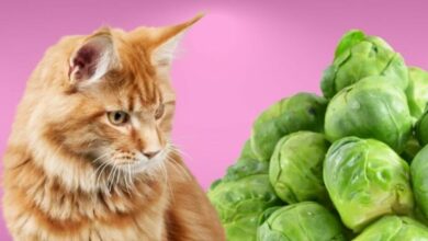 Can Cats Eat Green Beans? The Surprising Truth