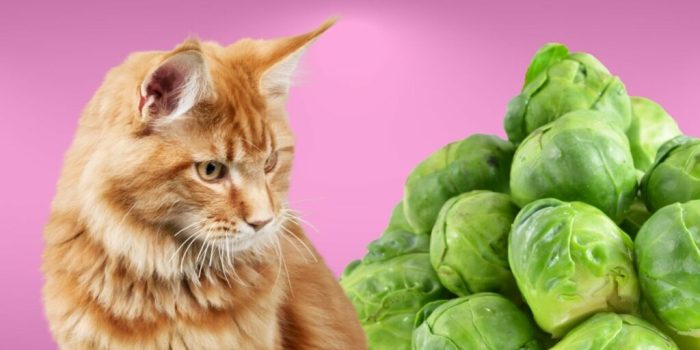 Can Cats Eat Green Beans? The Surprising Truth