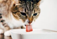 Can Cats Drink Apple Juice? Can She Let Herself Loose?