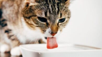 Can Cats Drink Apple Juice? Can She Let Herself Loose?