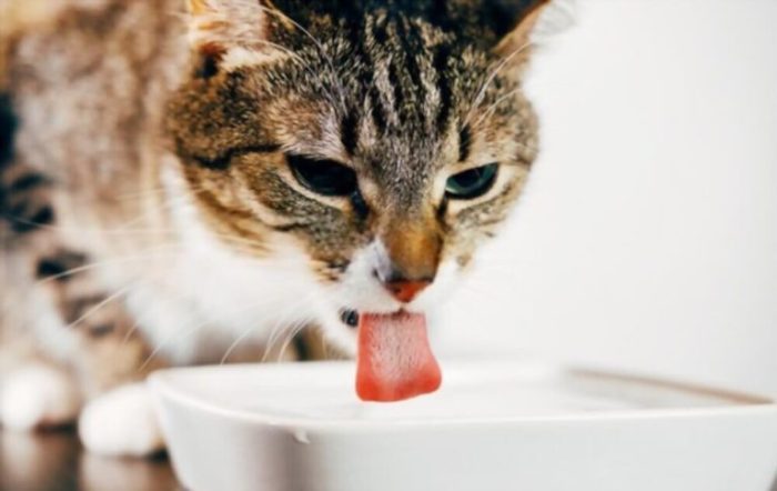 Can Cats Drink Apple Juice? Can She Let Herself Loose?