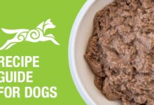 Cat Vomiting? Try A Bland Diet To Soothe Their Stomach | PetShun