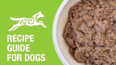 Cat Vomiting? Try A Bland Diet To Soothe Their Stomach | PetShun