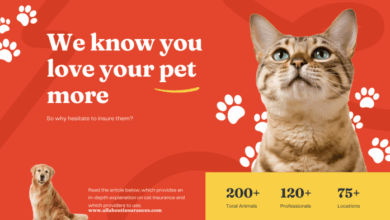 How to Choose Best Cat Insurance - A Detailed Guide