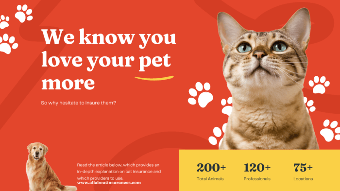How to Choose Best Cat Insurance - A Detailed Guide