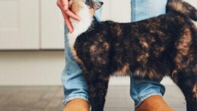 Cat Broken Pelvis: A In-Depth Guide For Pet Owners – CattyBox