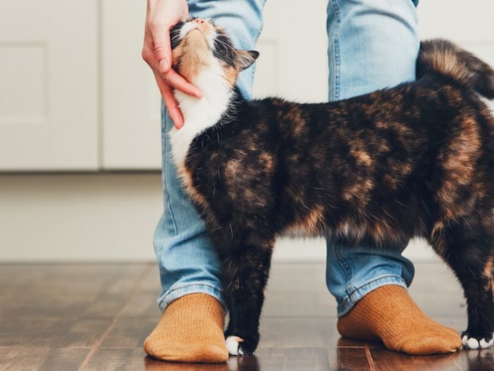 Cat Broken Pelvis: A In-Depth Guide For Pet Owners – CattyBox