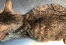 My Cat's Belly Feels Firm: When To Worry? - Cats.com