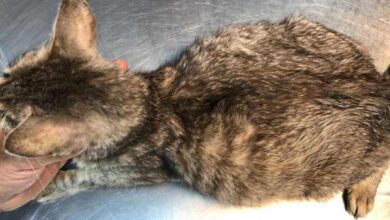 My Cat's Belly Feels Firm: When To Worry? - Cats.com