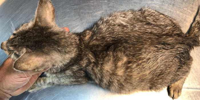 My Cat's Belly Feels Firm: When To Worry? - Cats.com